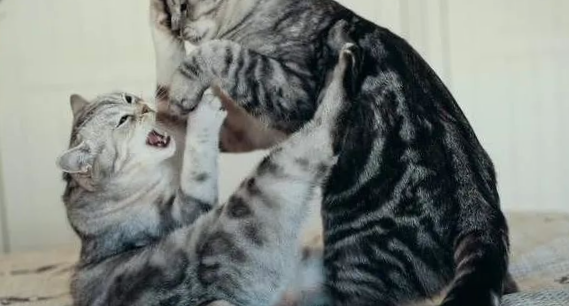 猫打架打到死视频