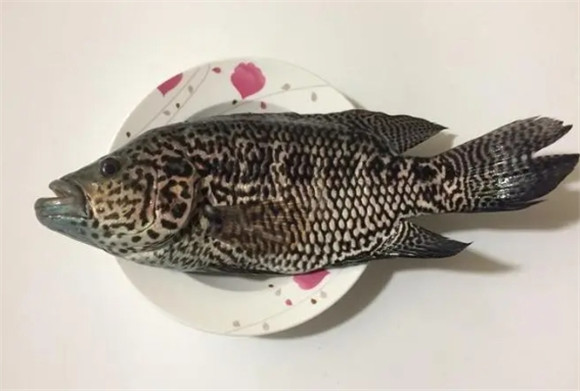 珍珠石斑鱼刺多吗 珍珠石斑鱼刺多吗