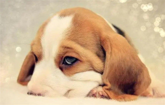 比格犬训练？从猎犬到宠物，转变中的智慧引导