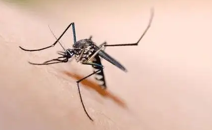 蚊子的种类有多少种