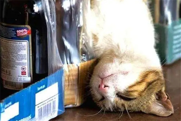 灌小猫白酒当场就死了