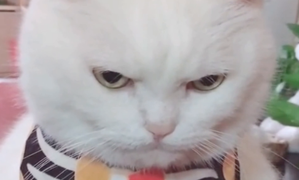 猫打哪个部位长记性