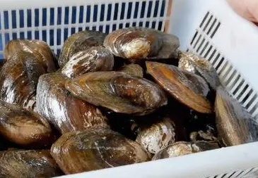 河蚌功效与作用 河蚌功效与作用