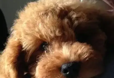 愿意养适合的小型犬,这五种将会是最合适你的! 愿意养适合的小型犬,这五种将会是最合适你的!