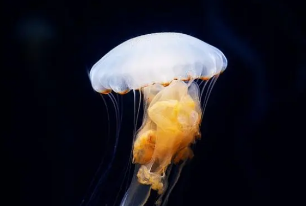 水母快死的五大征兆 水母快死的五大征兆