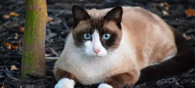 黑色雪鞋猫图片大全 黑色雪鞋猫图片大全