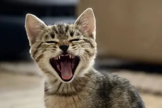 猫传腹干性最明显的症状