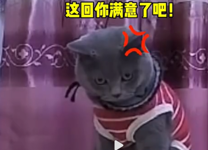 猫：这回你满意了吧！