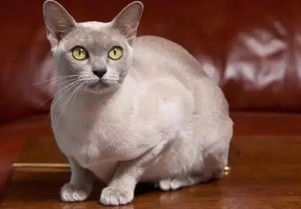 猫的别称