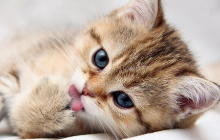 猫打疫苗一共多少钱