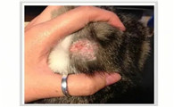 红霉素治猫癣太好用了
