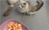 猫吃虾仁好吗