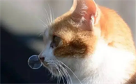 猫打喷嚏甩出浓稠鼻涕吃什么药