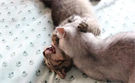 大猫会咬死新来小猫吗