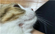 猫得了猫癣用碘伏可以吗