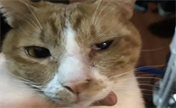 得了猫鼻支几天会死