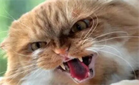 猫带狂犬病毒的几率有多大