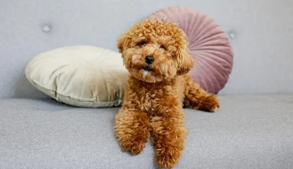 狗狗拉肚子用什么药 狗狗拉肚子用什么药