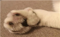 猫的右爪突然肿的超级大