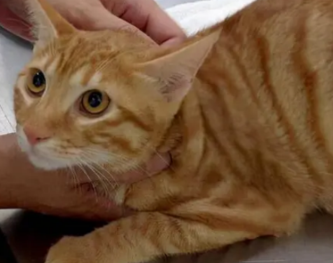 猫的身份证