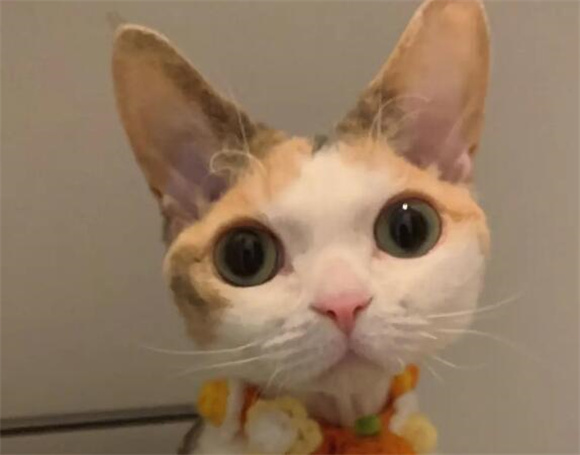 精选猫咪品种指南:10种推荐及选购技巧 精选猫咪品种指南:10种推荐及选购技巧