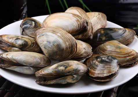 河蚌是什么生物