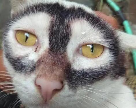 猫的性格实在有些古怪 猫的性格实在有些古怪