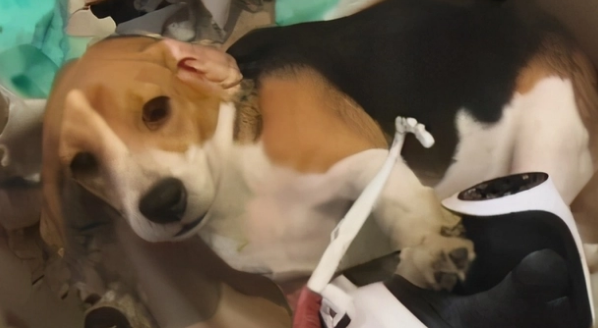 为啥都在劝你不要养比格犬？比格：不信谣不传谣！