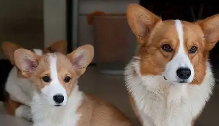 你知道柯基犬有多少种类？