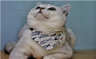 淡紫色猫咪图片