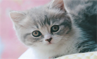 公猫舔母猫是什么意思