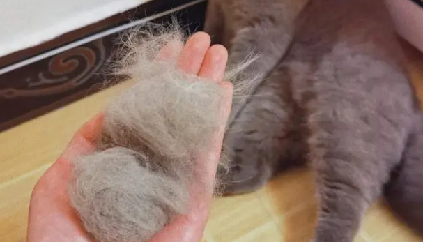 猫掉毛厉害怎么办