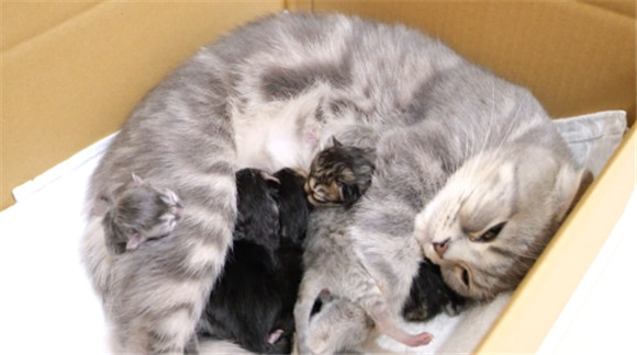 刚生完小猫的母猫吃什么