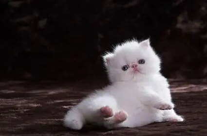 刚出生的小猫不动了怎么抢救 刚出生的小猫不动了怎么抢救