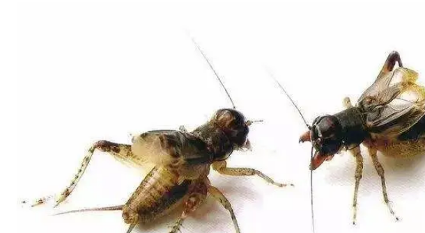 对于蛐蛐这种小宠你们熟悉吗？如何饲养呢