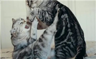 猫打架打到死视频