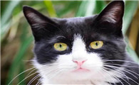 黑白相间的猫吉利吗