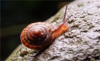 蜗牛养护指南:精心打造生态小居