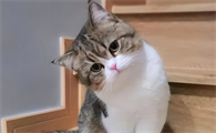 刚出生的小猫会死吗