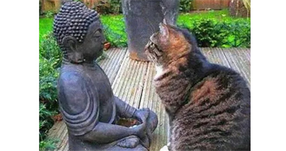 佛水是只猫