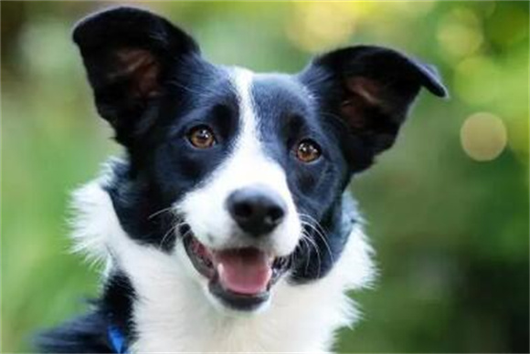 狗狗犬瘟神经痛一直叫怎么办