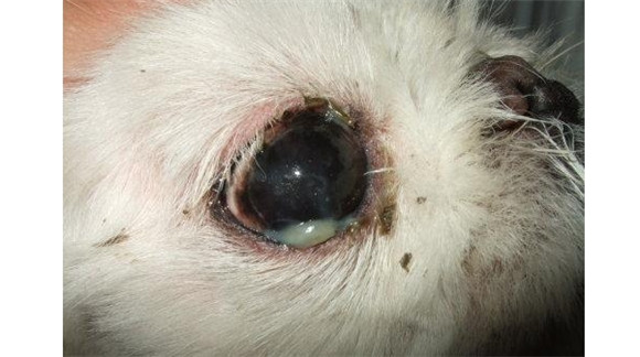 狗狗眼睛里有白色絮状物 狗狗眼睛里有白色絮状物