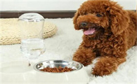 泰迪犬寿命探究:了解它们的预期寿命
