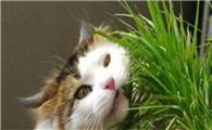 来说说，给猫吃啥通便？