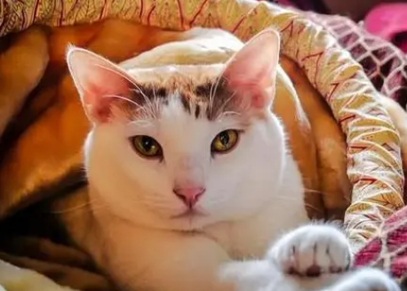 风水学来讲家里养几只猫好