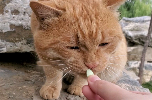 猫吃了一粒人的维生素b2