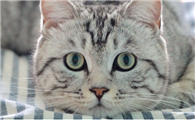 猫的眼神为什么很恐怖