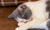 猫的生存温度范围