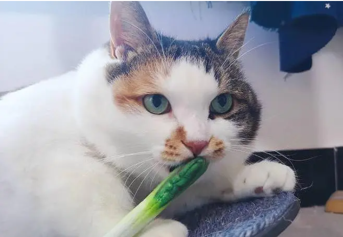 猫吃了一点葱会死吗