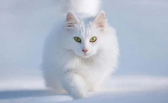 纯白的猫在猫界是丑的